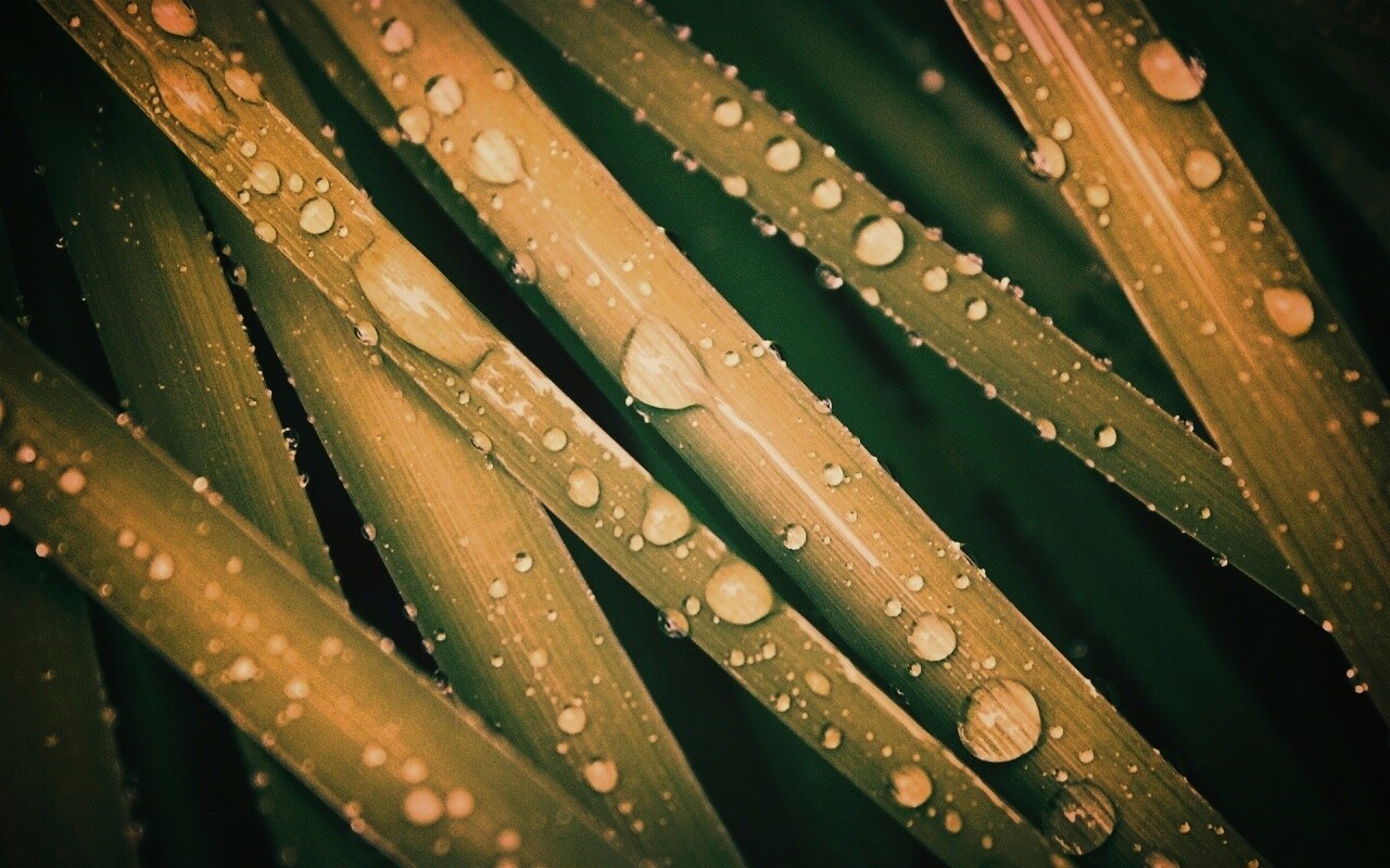 Капли на траве обои