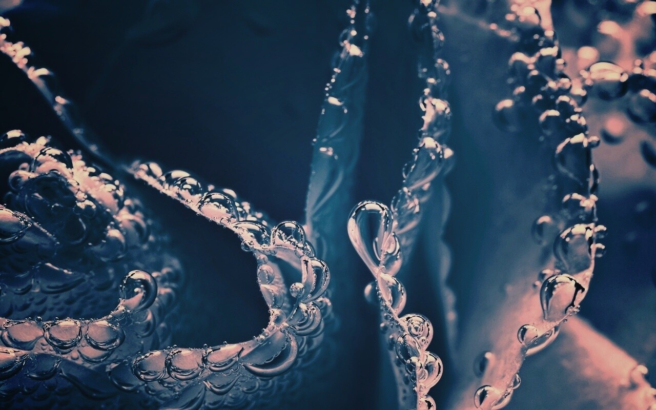 Капельки росы на синих лепестках обои