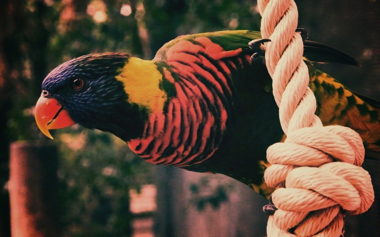 Попугай на канате обои