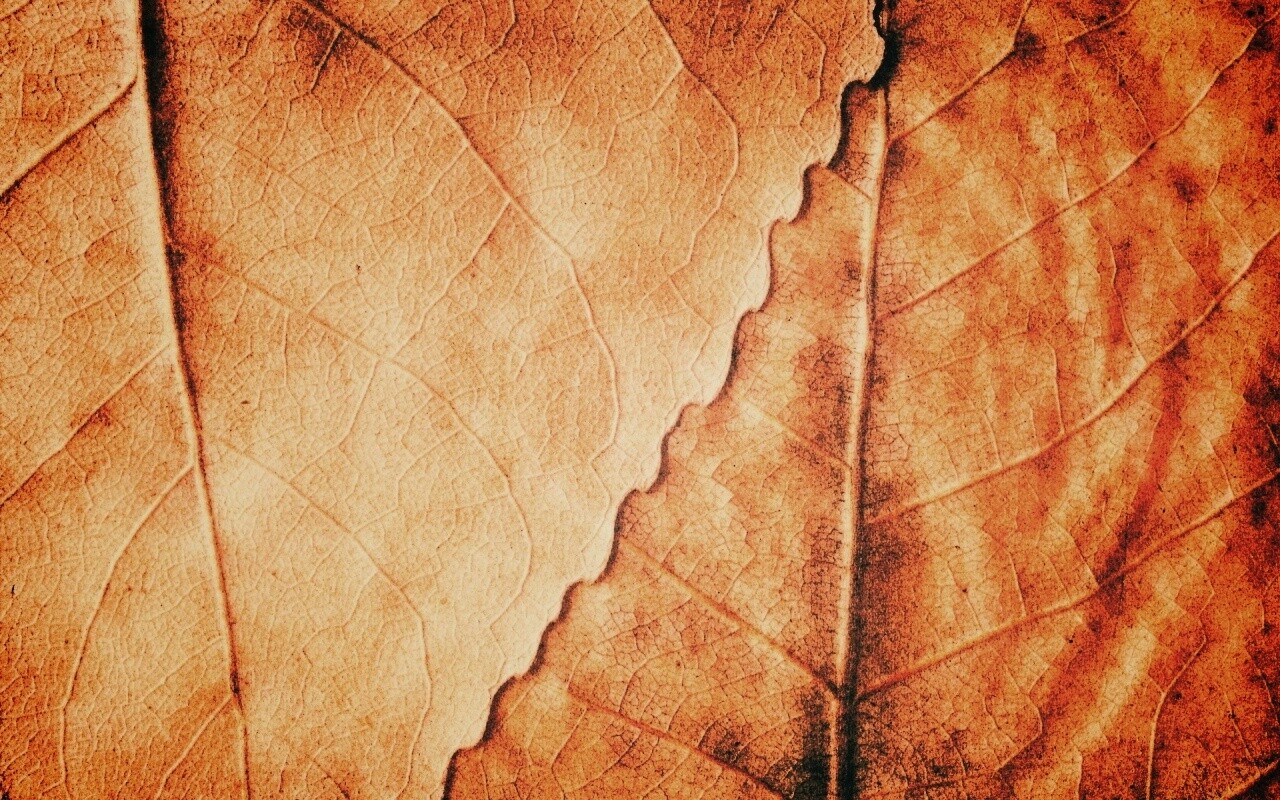 Текстура желтых увядших листьев обои