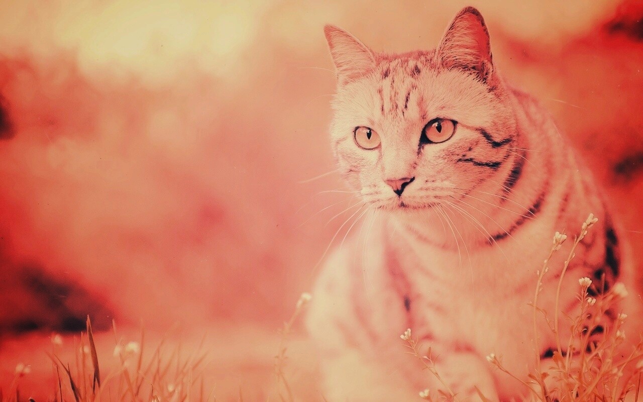 Кот в теплых тонах обои