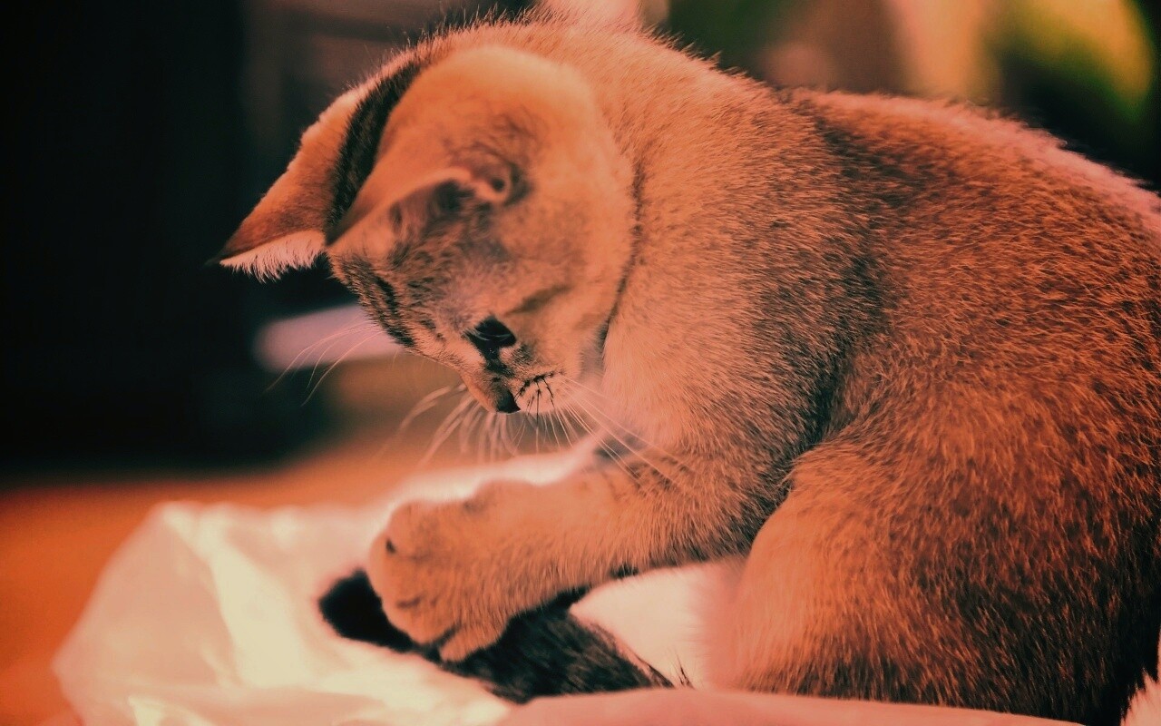 Маленький игруля обои