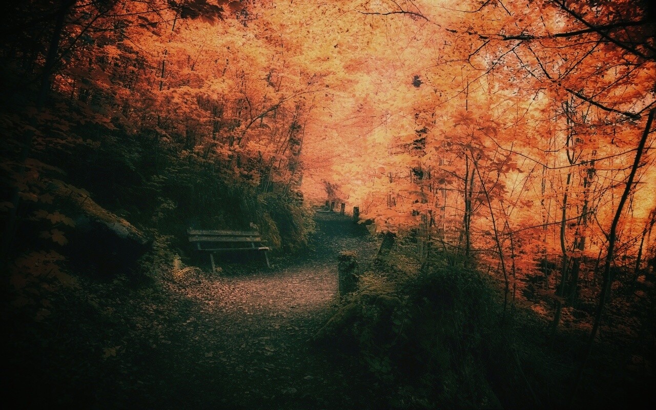 Скамейке в чаще парка обои