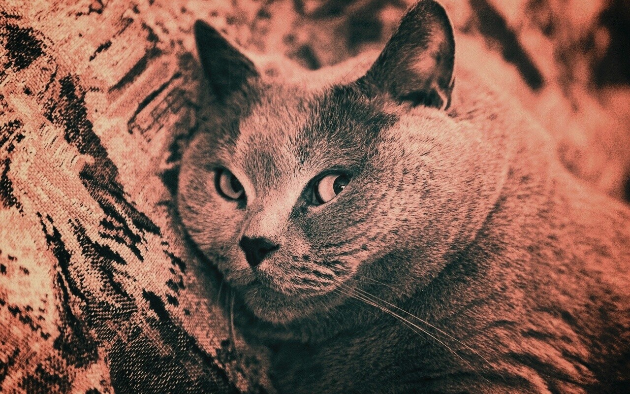 Щекастый британский котик обои