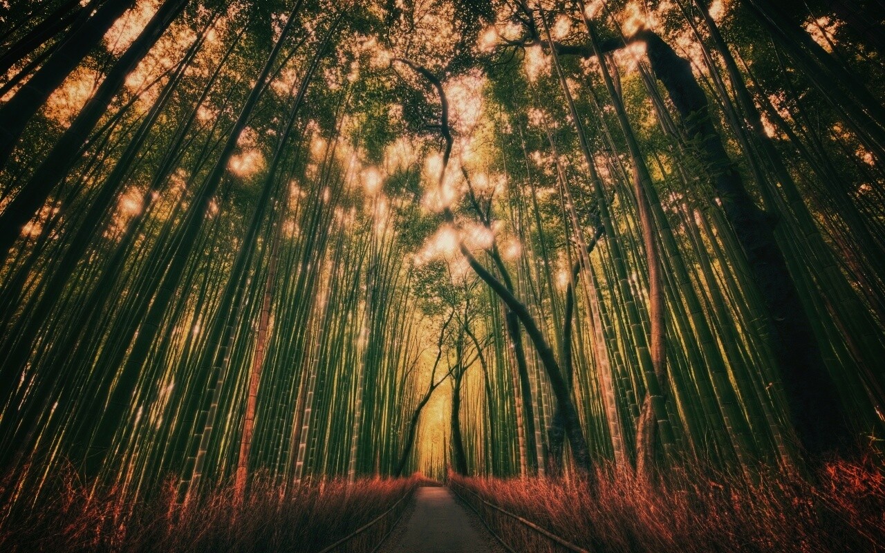 Дорога в тростниковых зарослях обои