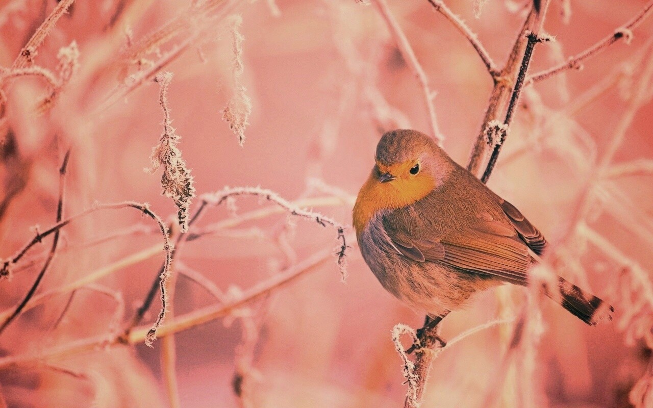 Птичка на ветке обои