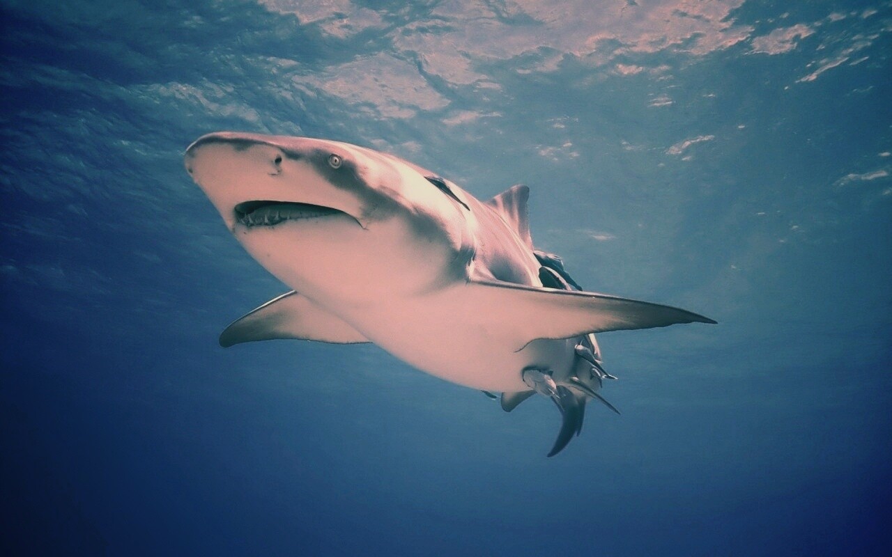 Красивая глубоководная акула обои
