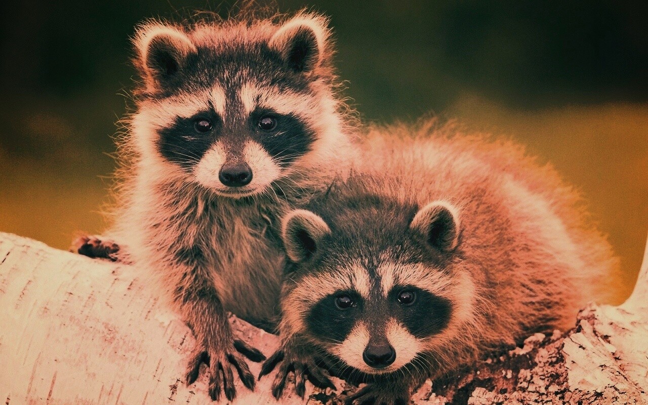 Полосатики обои