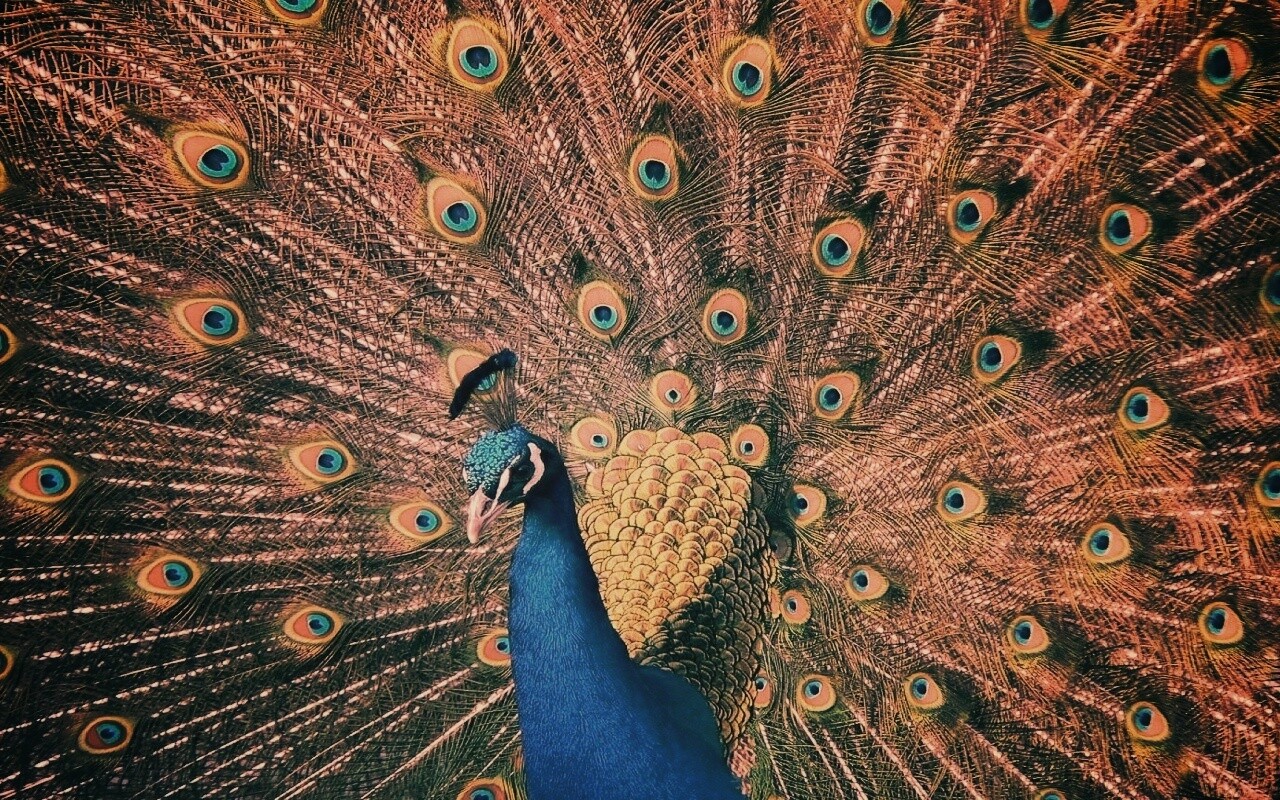 Павлин, говоришь... обои