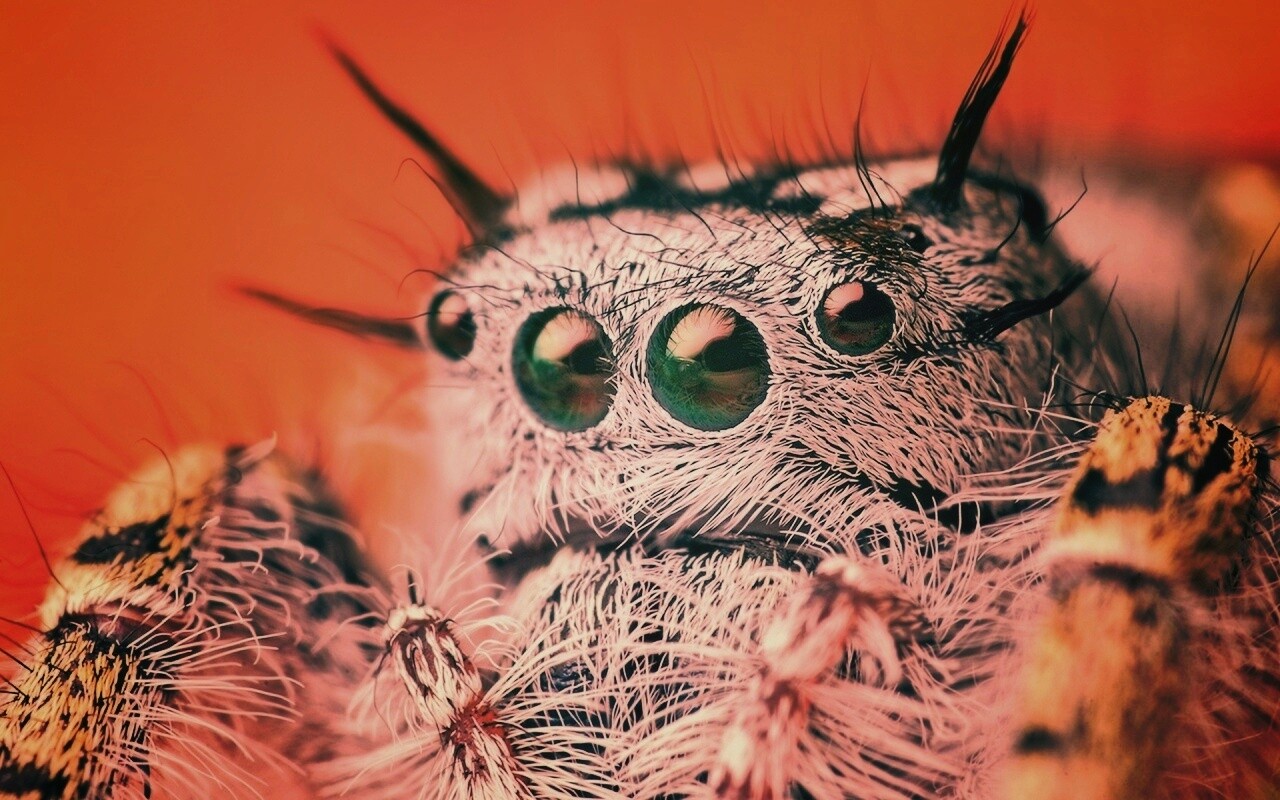 Паук в макро обои