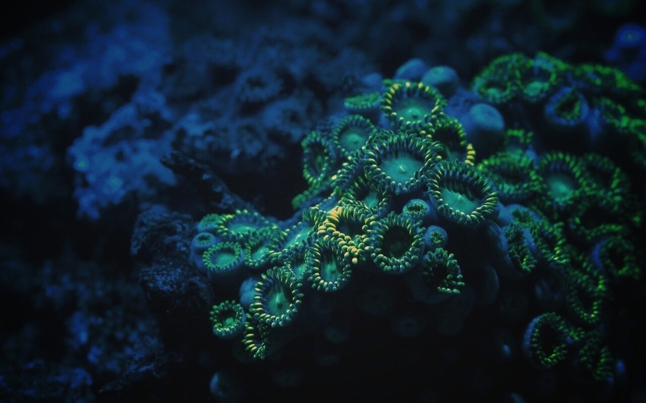 Морское дно обои