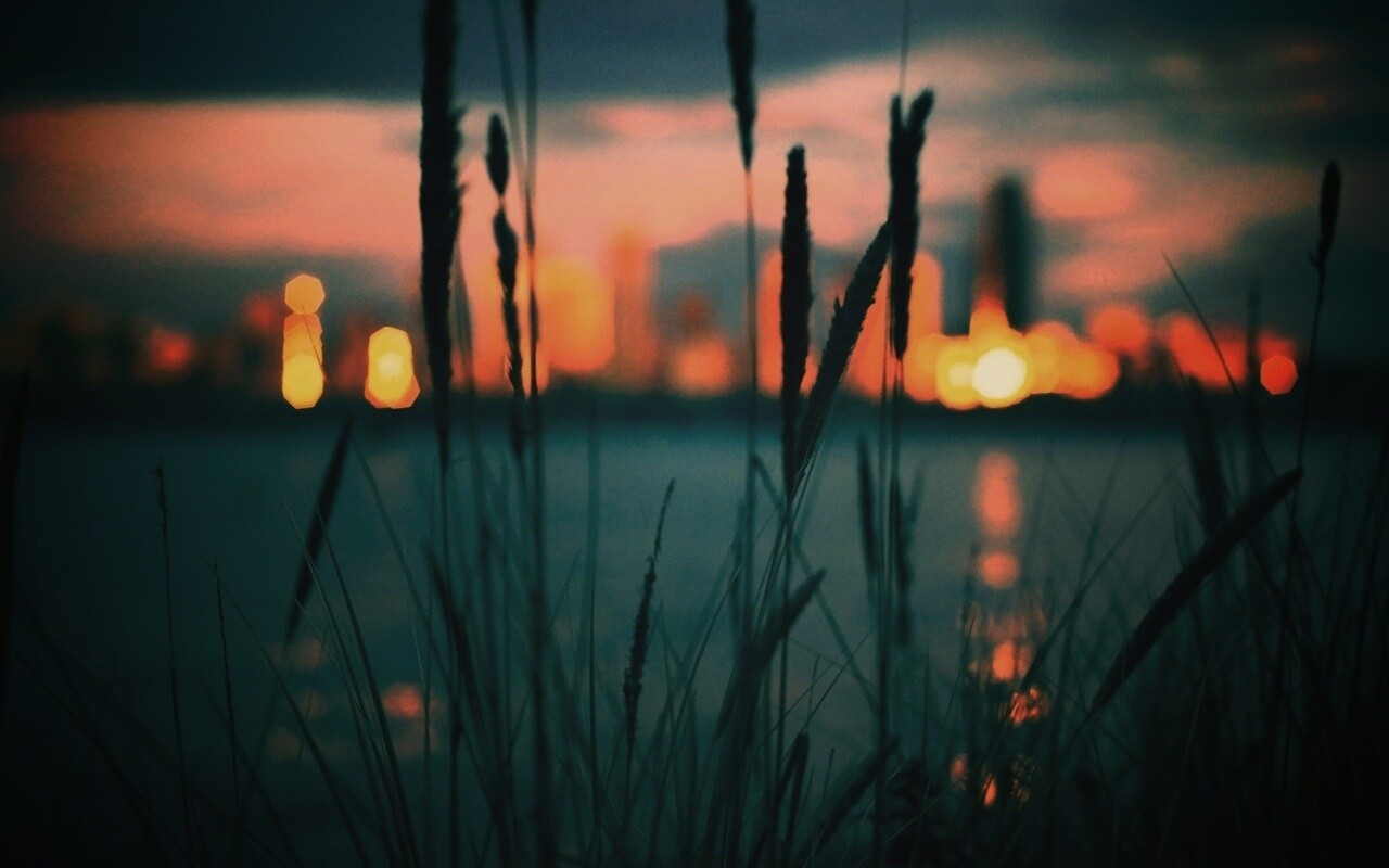 Камыш на фоне вечерних огней обои