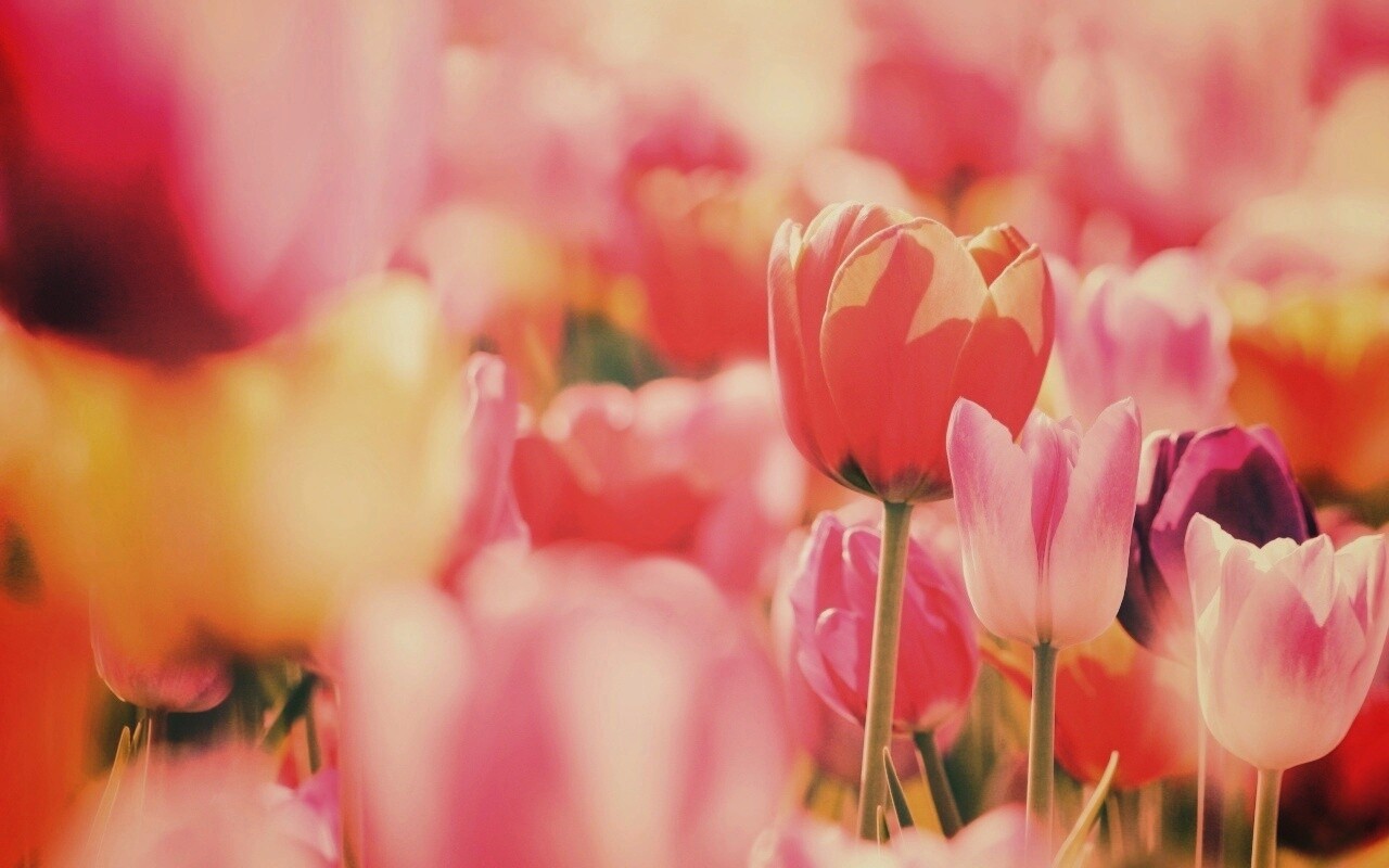Красивые тюльпаны обои