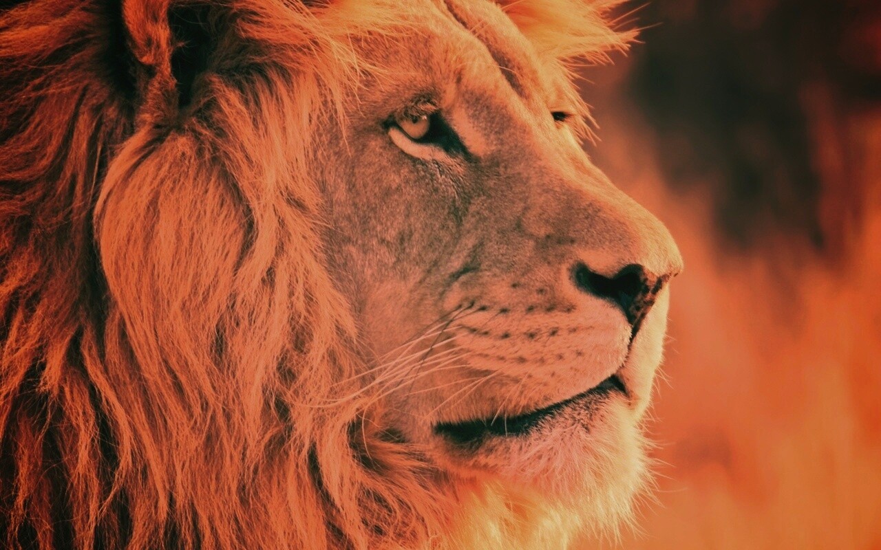Лев обои