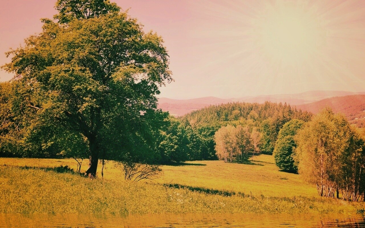 Дерево у воды обои
