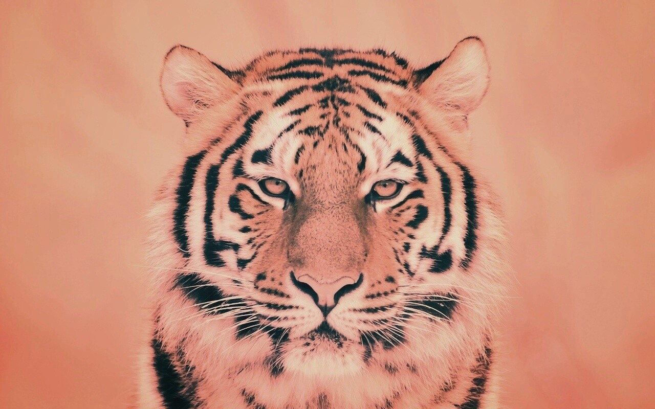 Красавец тигр обои