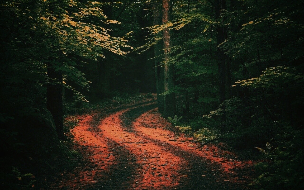 Лесная дорога обои