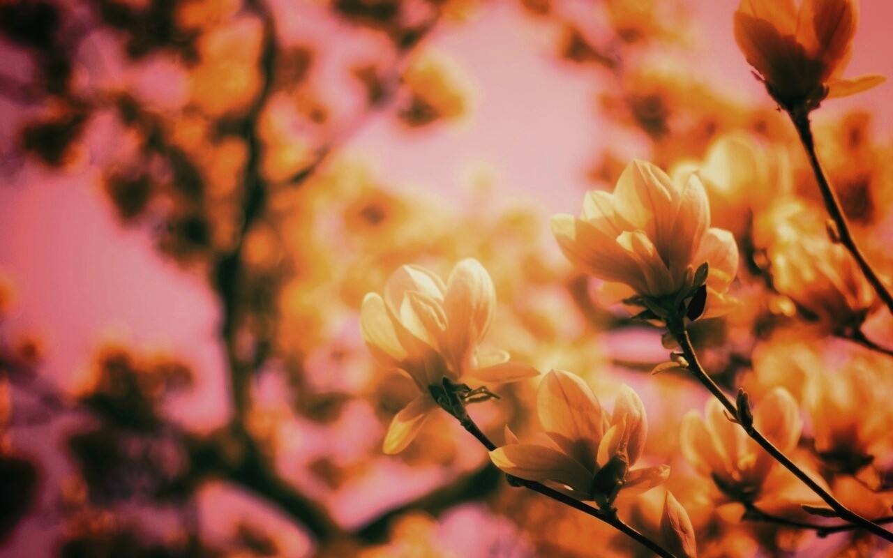 Желтые цветы распустились обои