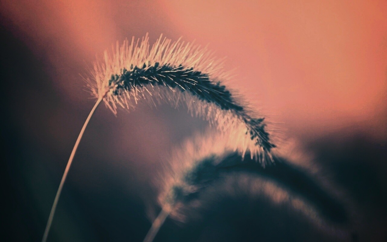 Травинка обои