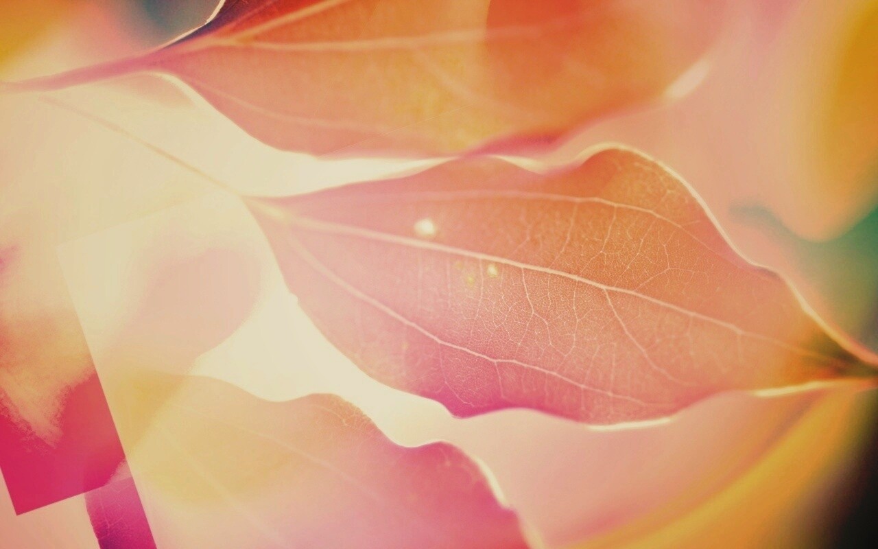 Радужные листья обои