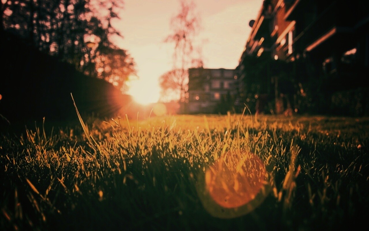 Трава во дворе обои