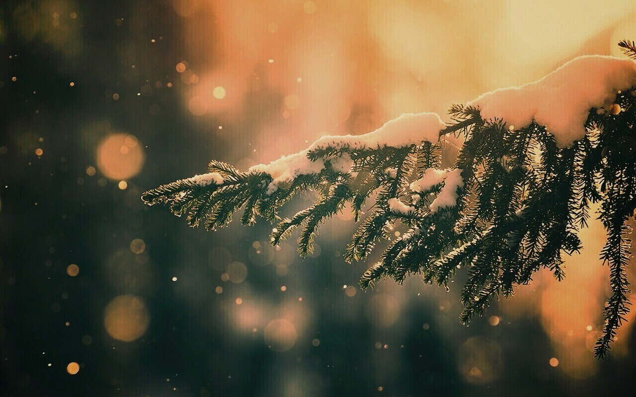 Еловая лапа обои