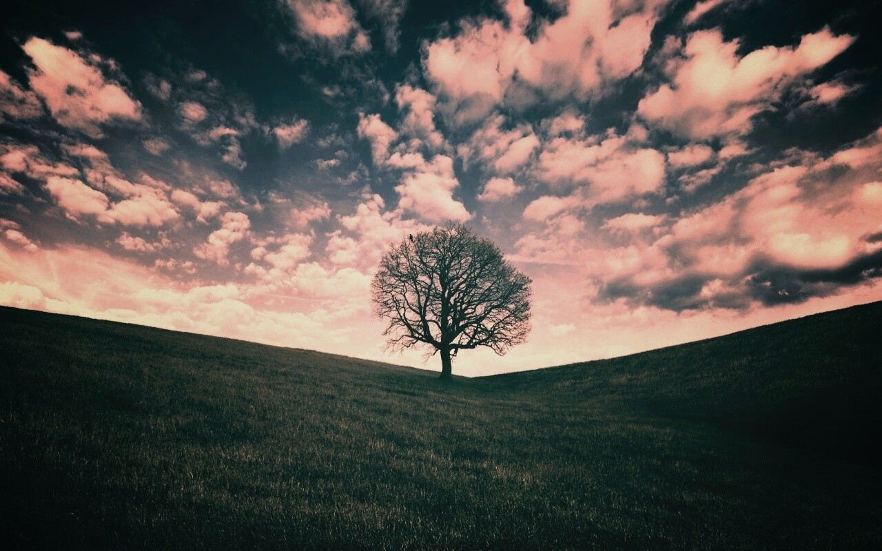 Холм одинокого дуба обои