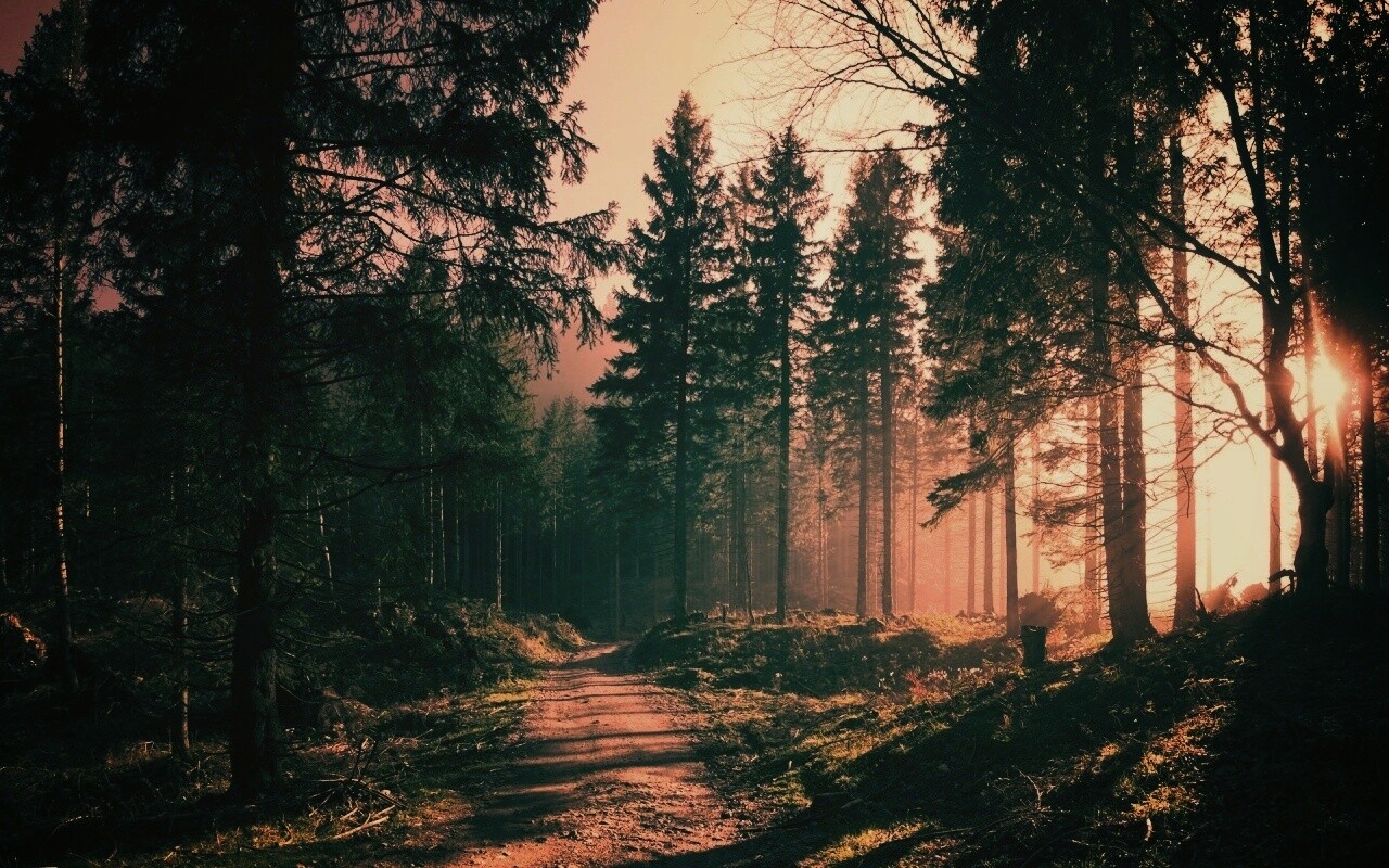 Лесная дорога обои