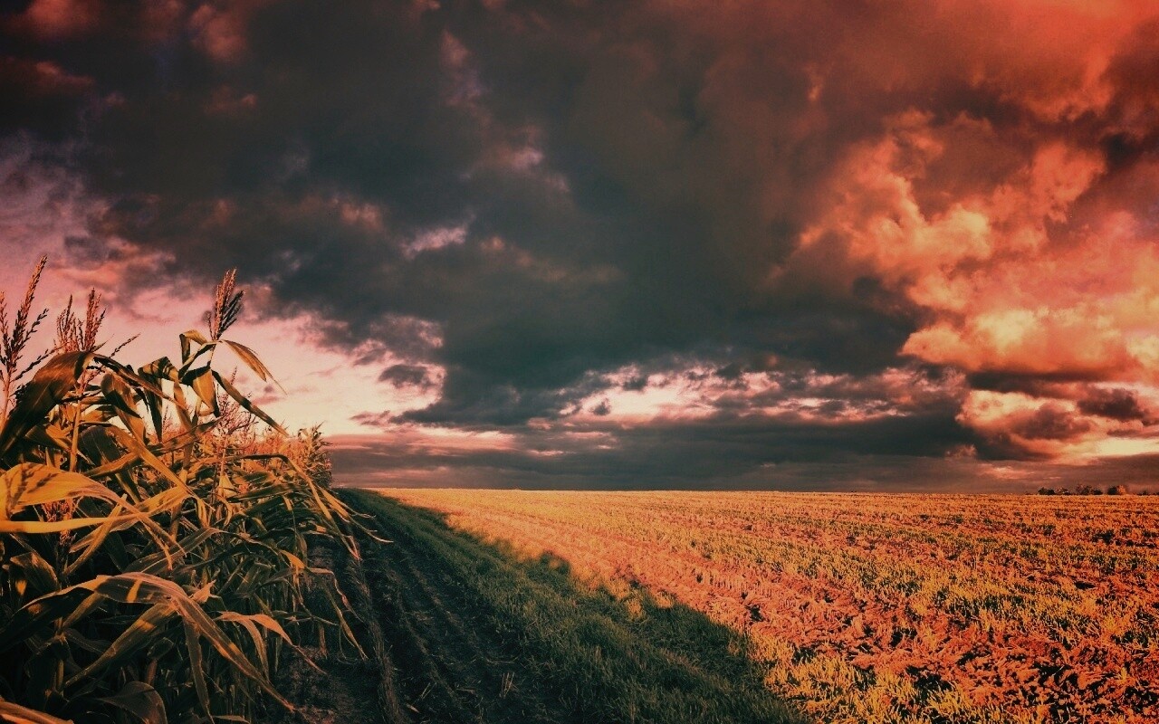 Кукурузное поле обои
