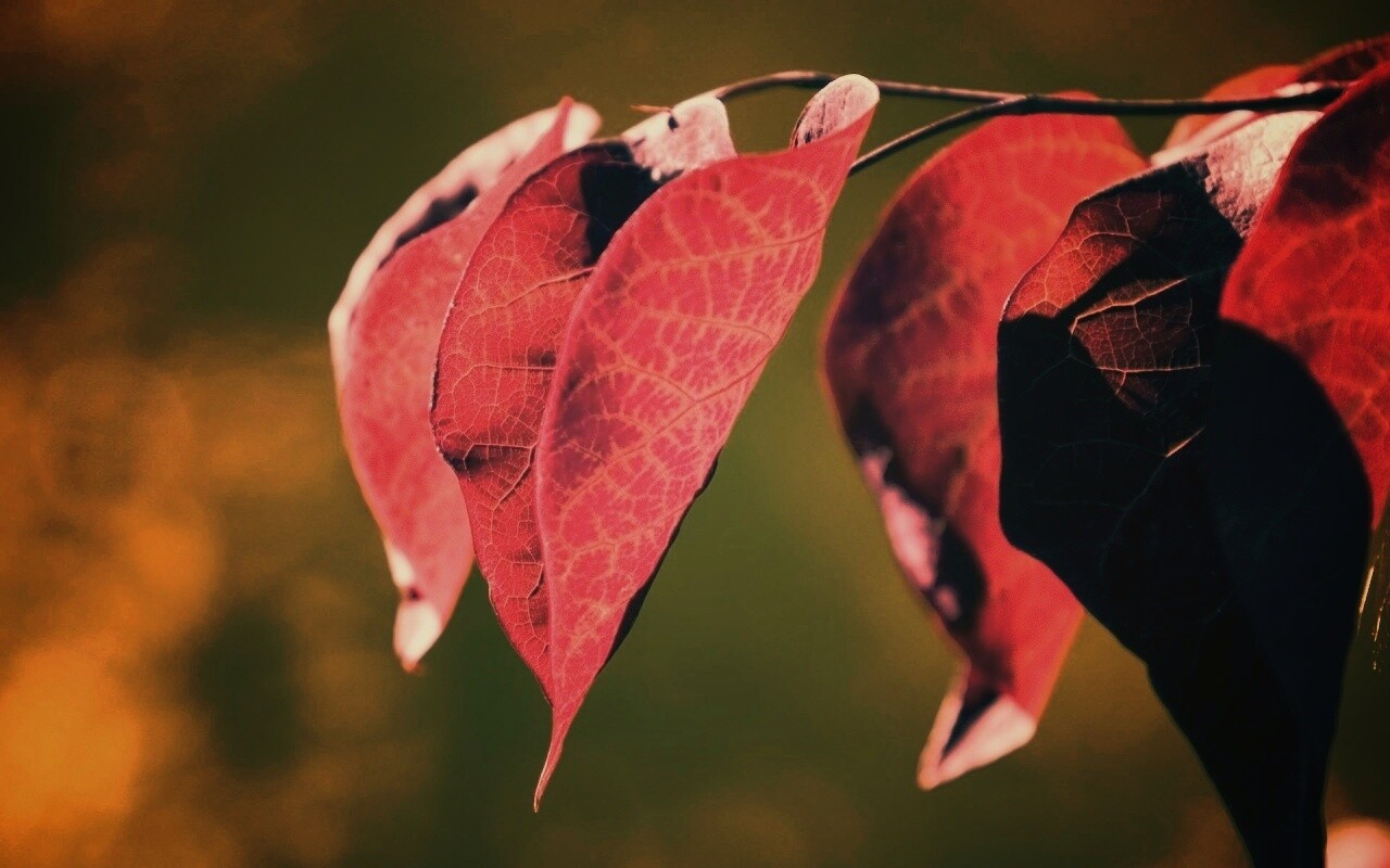 Ветка красных листьев обои