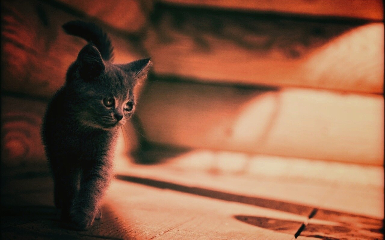 Маленький дымчатый котенок обои