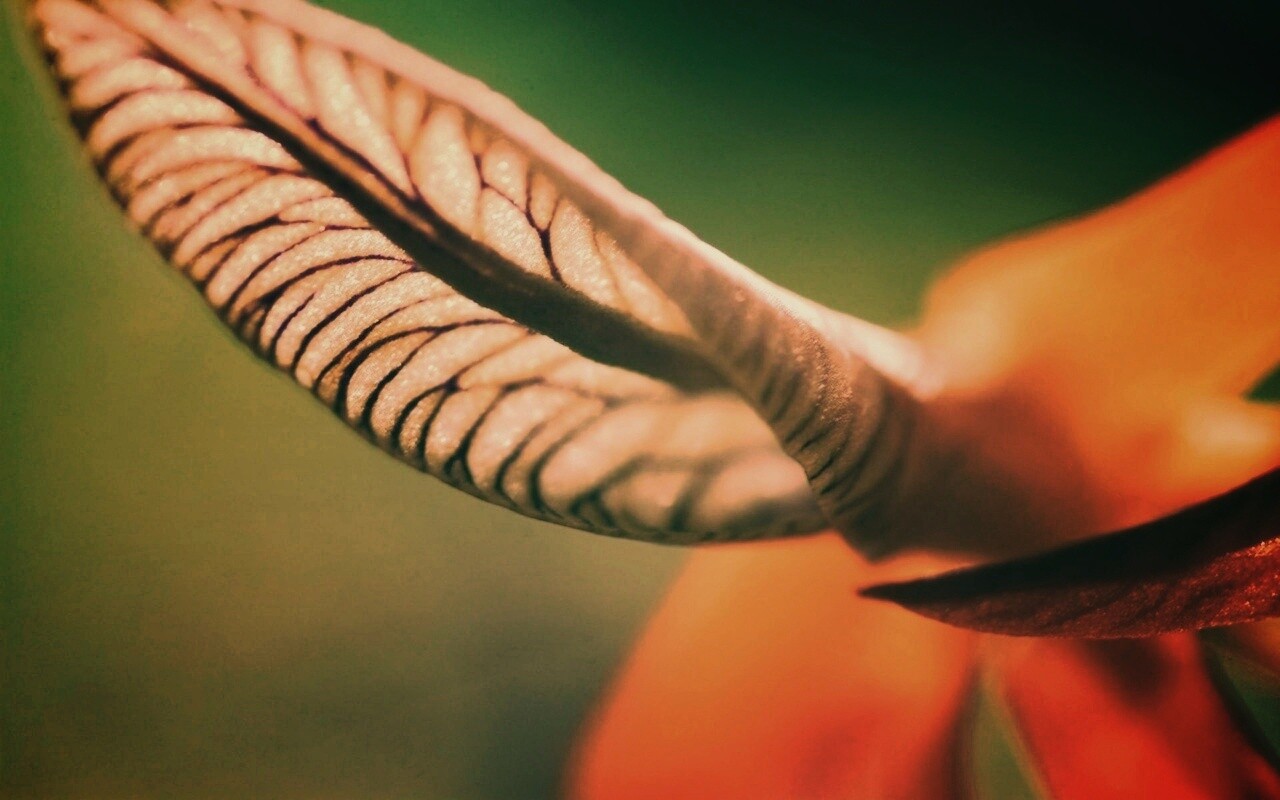 Сетчатый лист обои