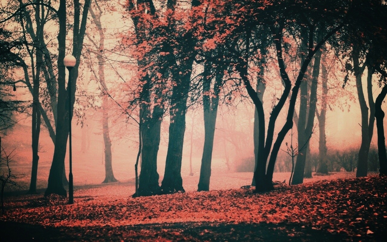 Парк красных листьев обои