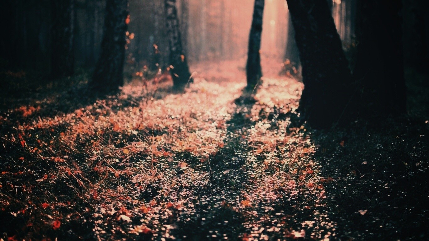 Лесная земля обои