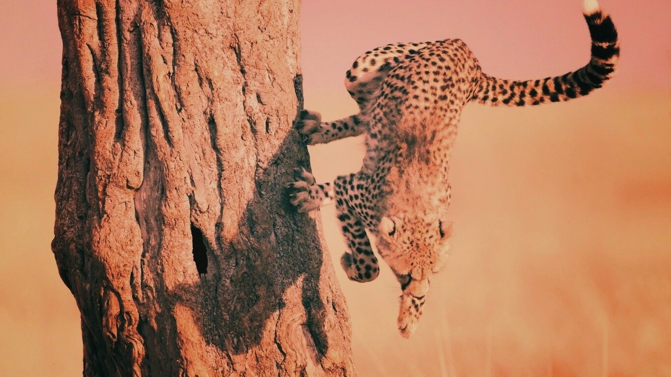 Скалолаз обои