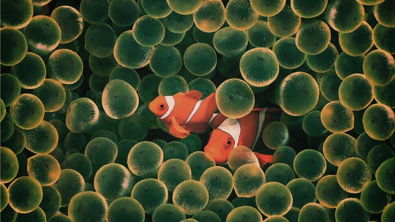 Рыбка клоун стандартные обои iPhone обои