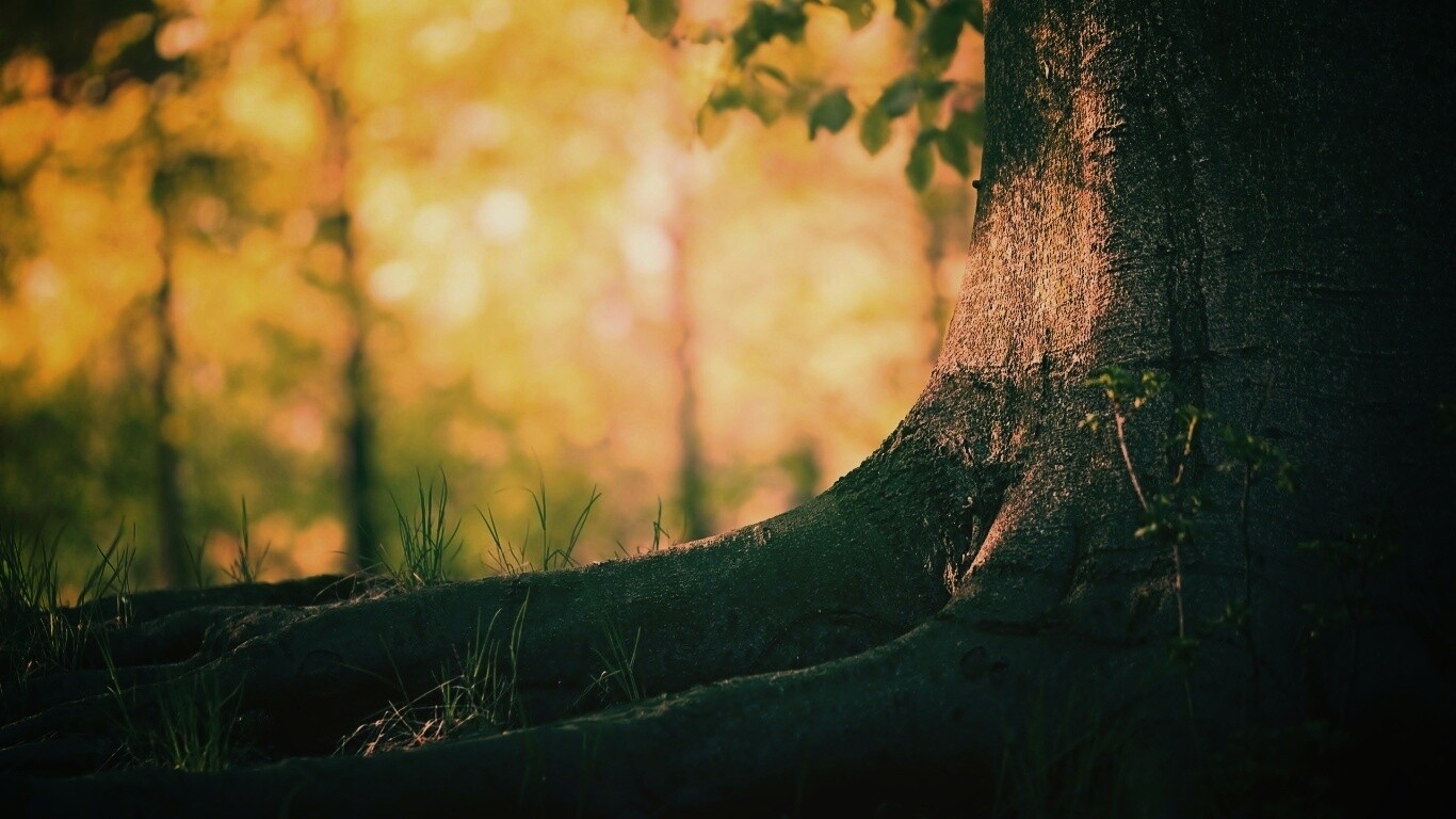 Корни дерева обои