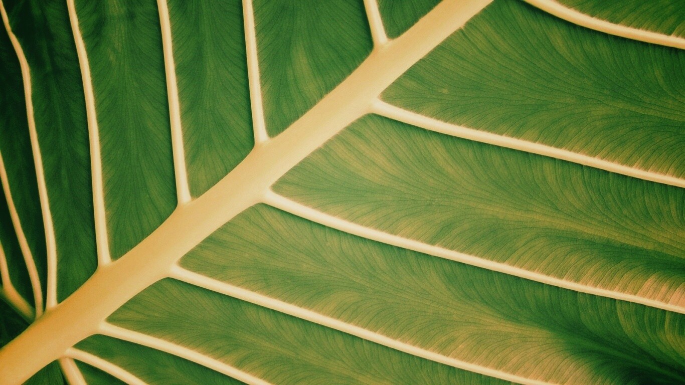 Пальмовый лист обои