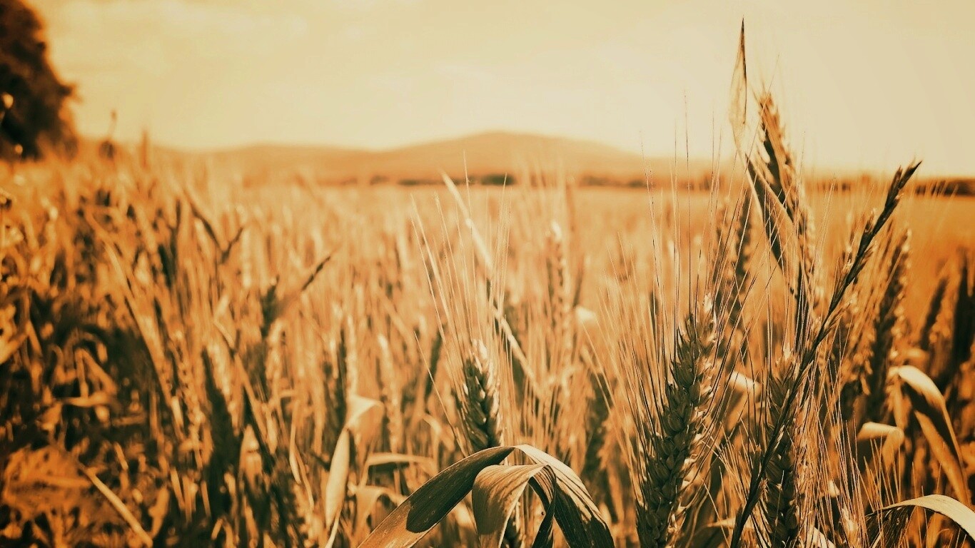 В полях обои