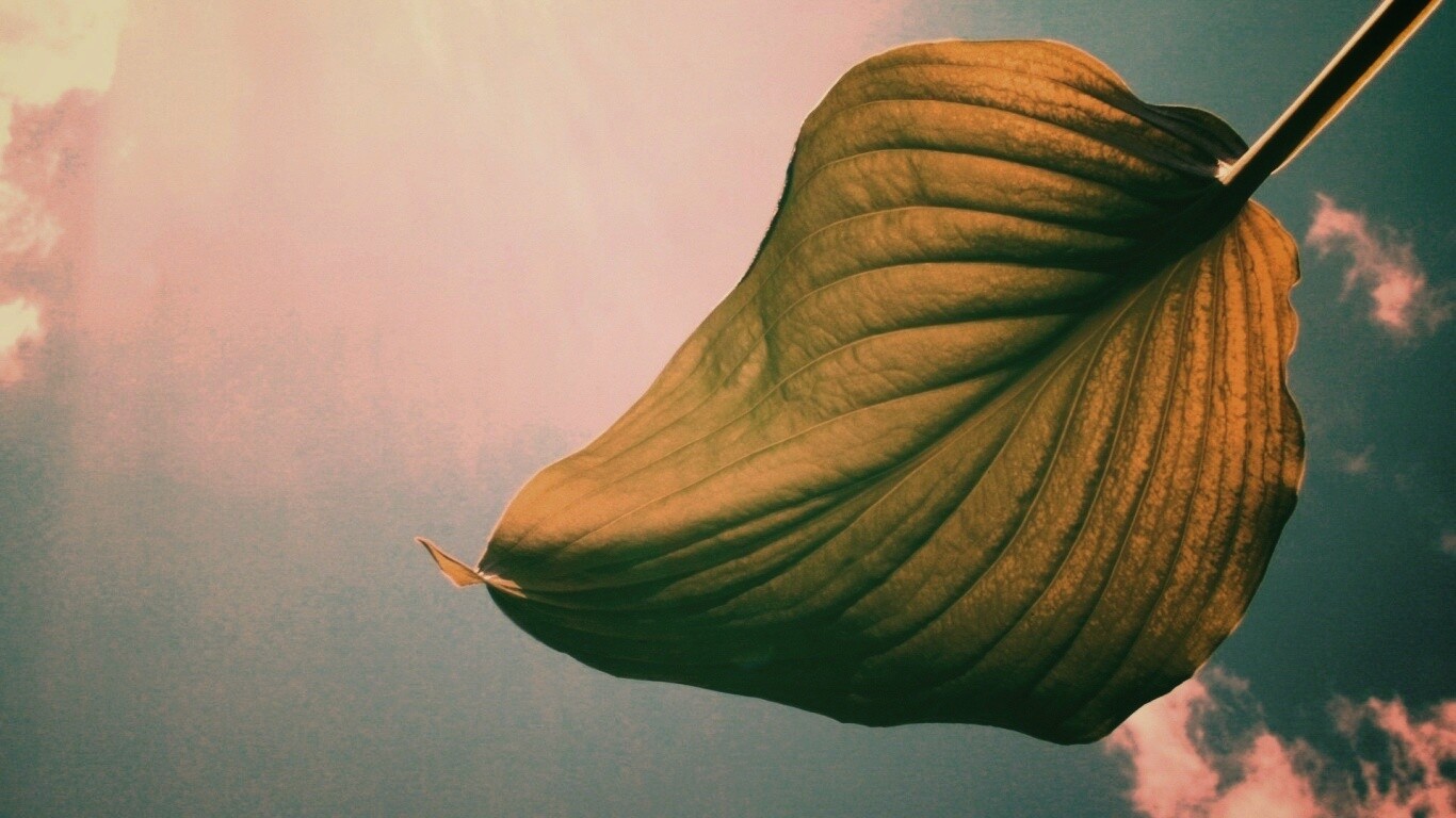 Листик тянется к солнцу обои