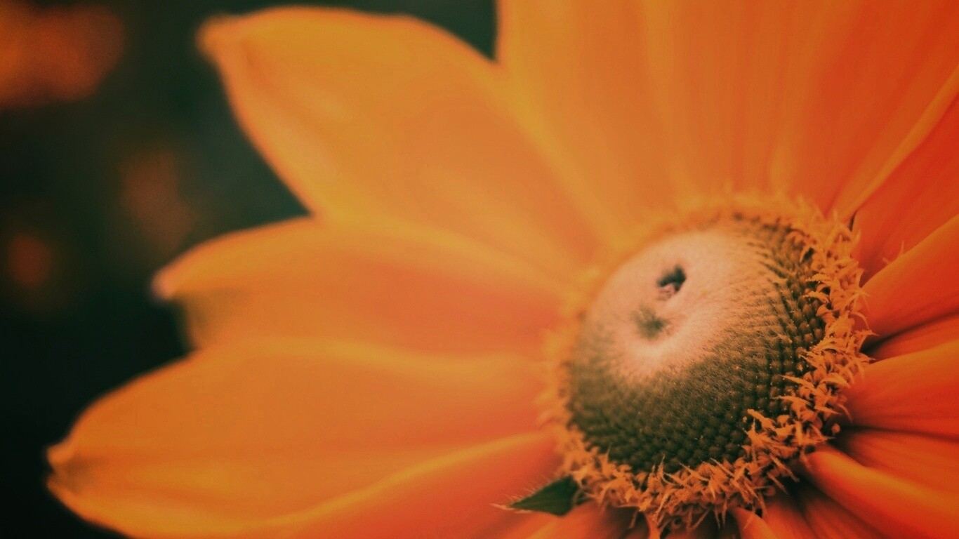 Недозрелый цветок подсолнечника обои