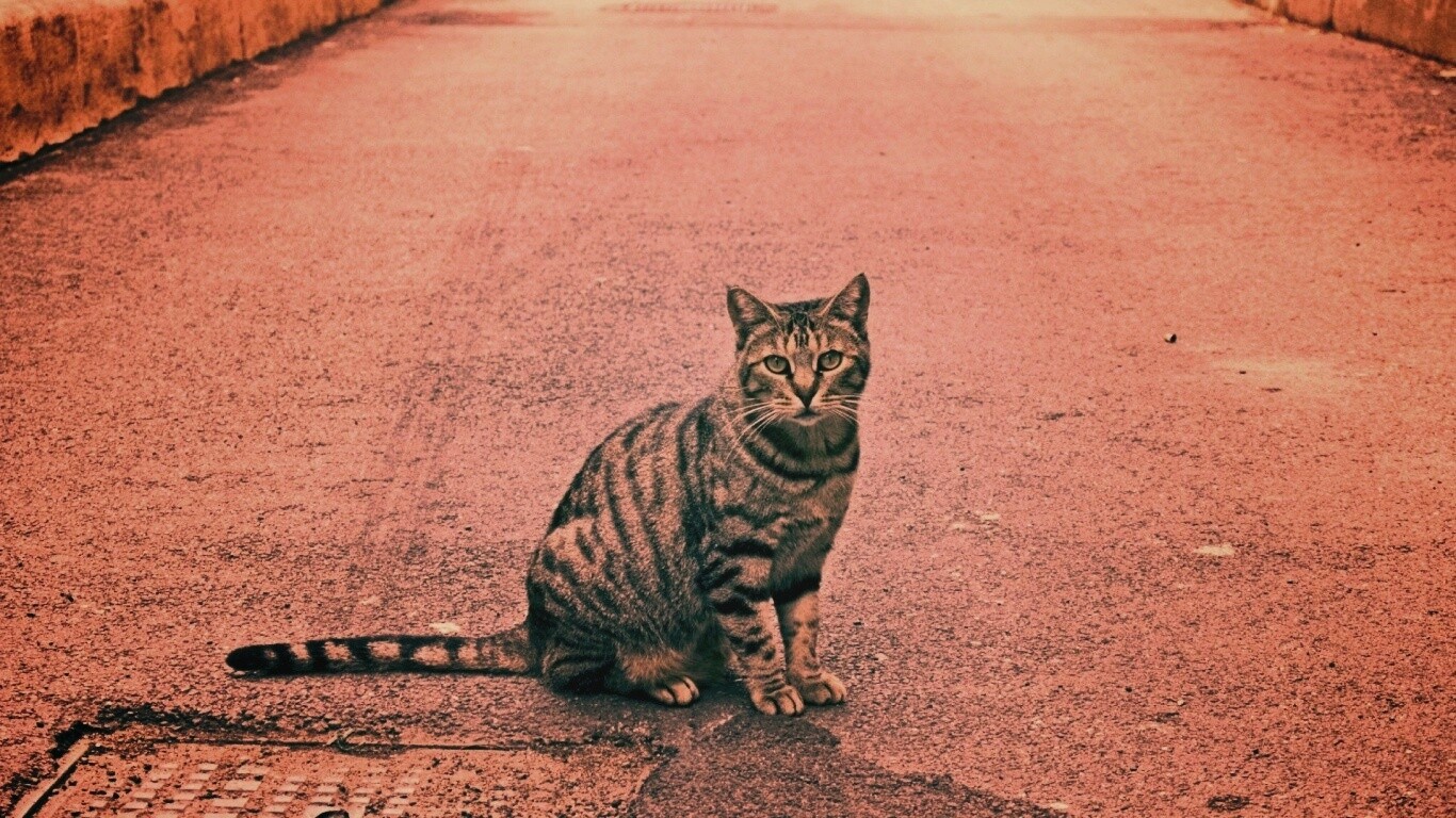 Бездомный котик обои