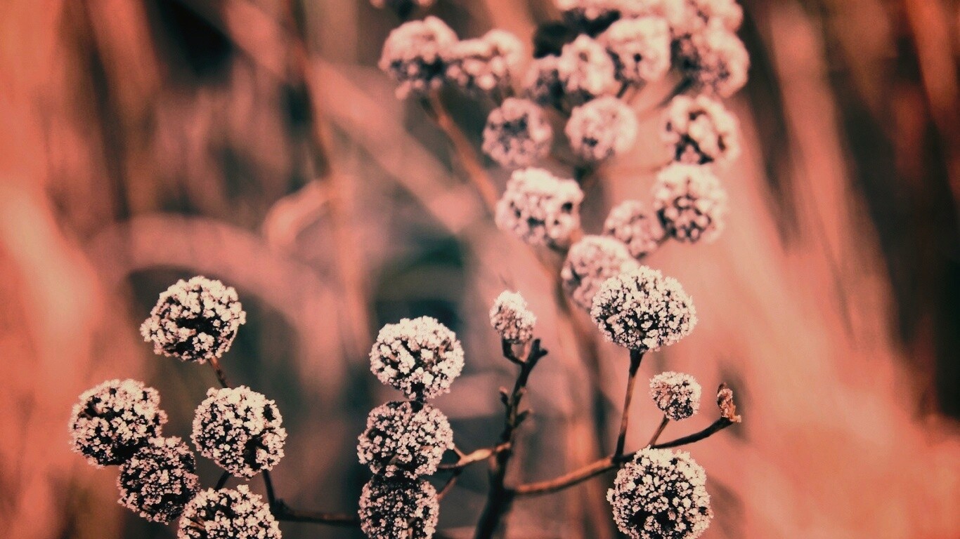 Иний на растении обои