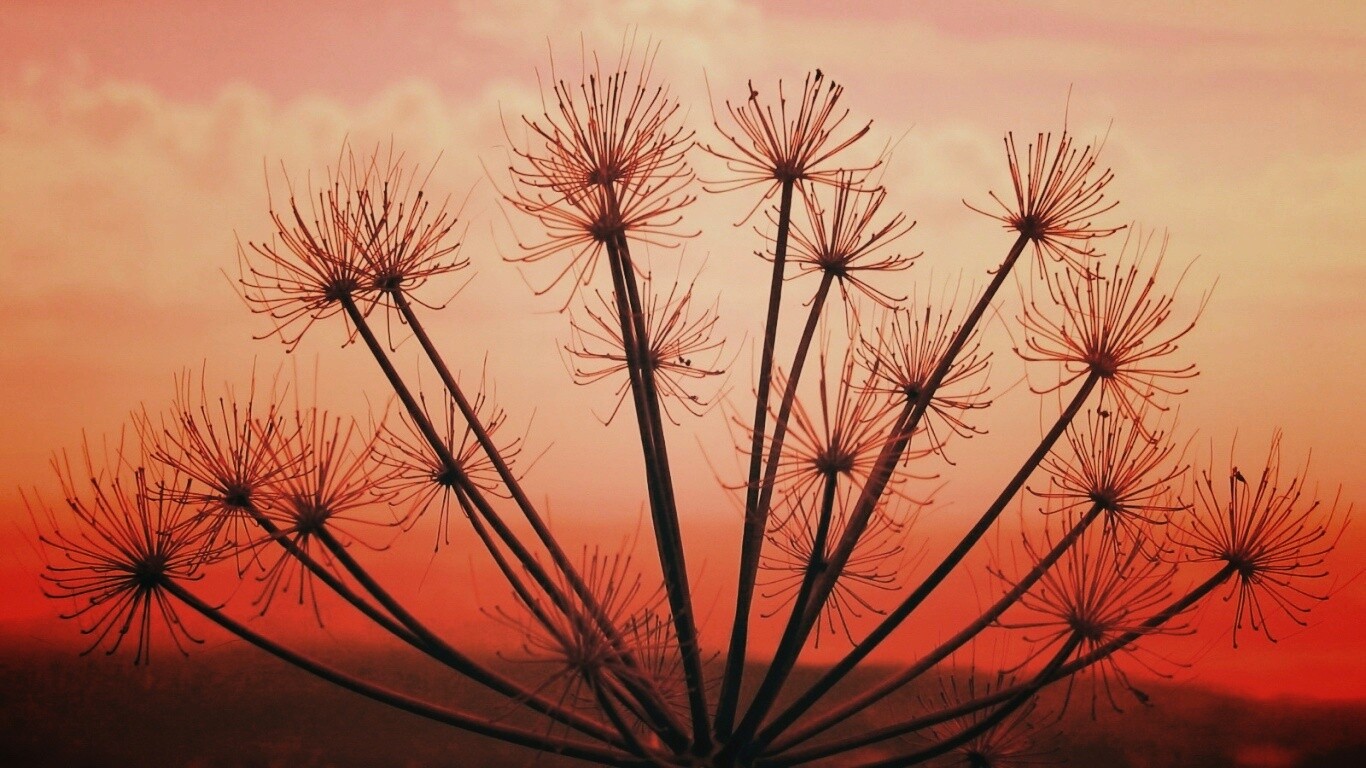 Зонтичное соцветие обои