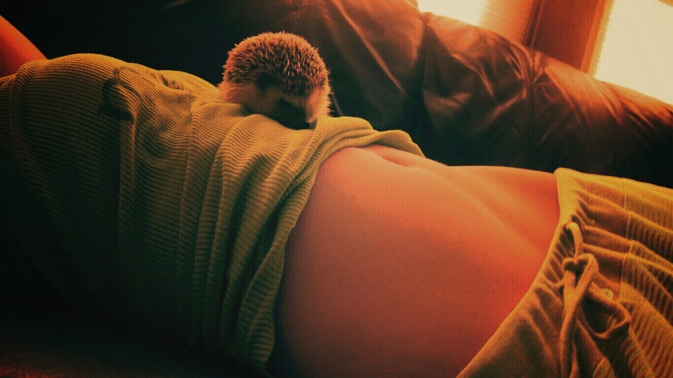 Девушка и ёжик обои