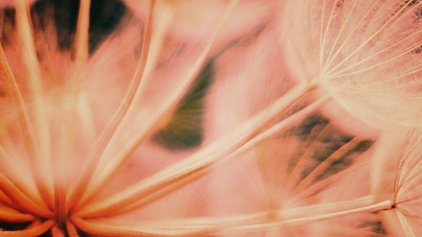 Одуванчик макро обои