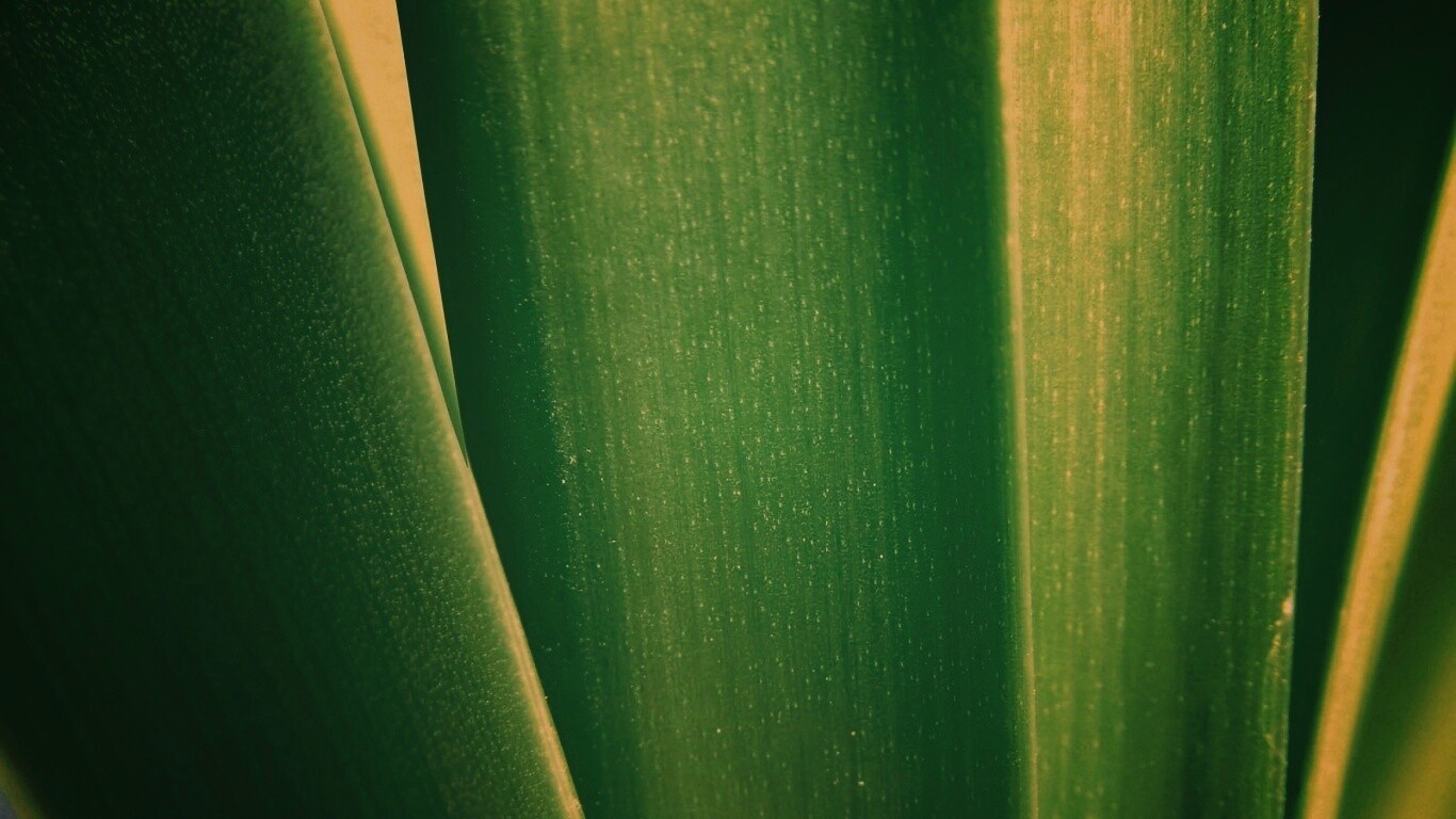 Сочная травинка обои
