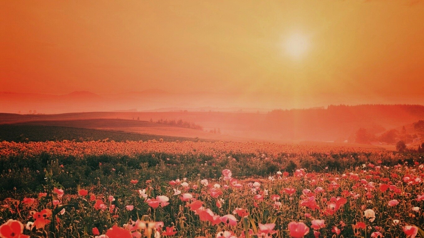 Цветущие поля обои