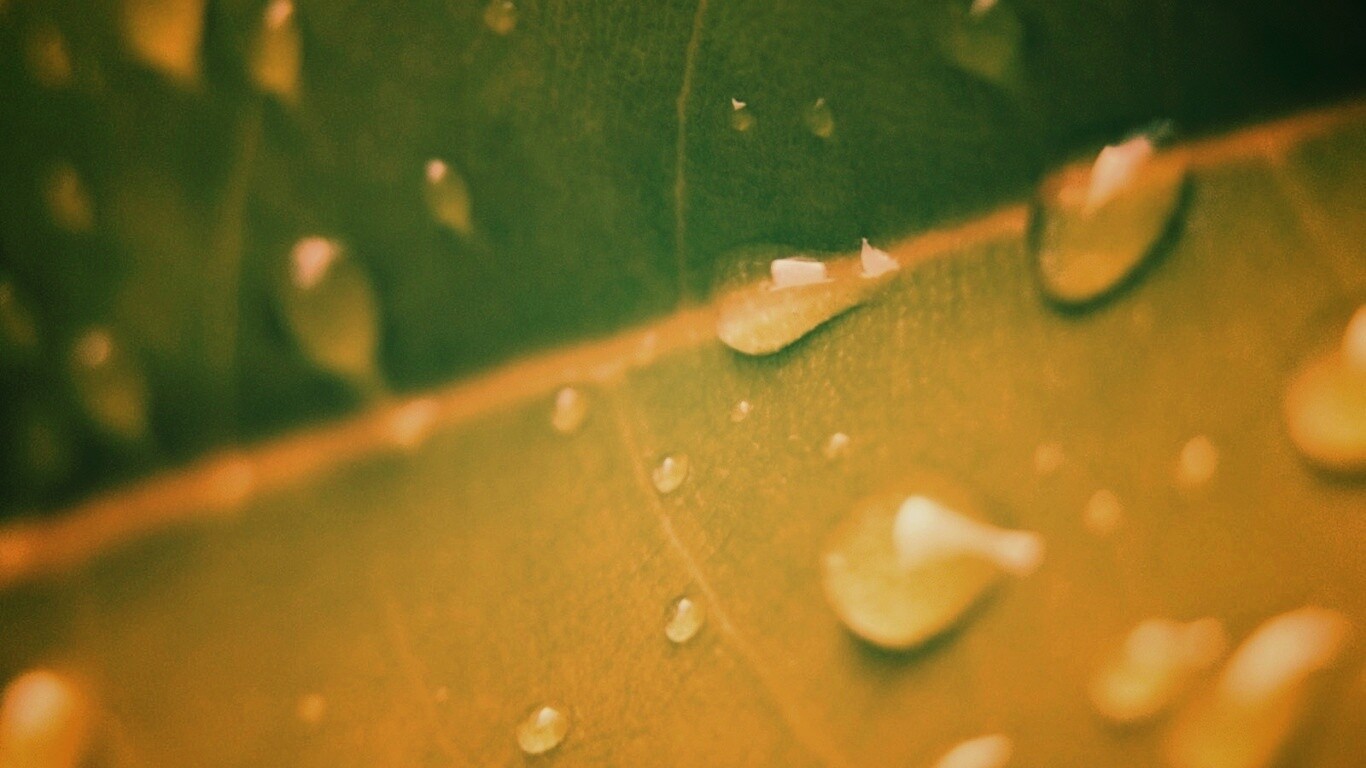 Капли на листе обои