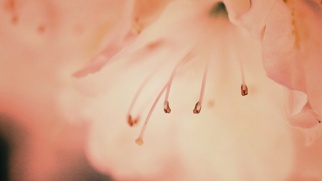 Цветок орхидеи обои